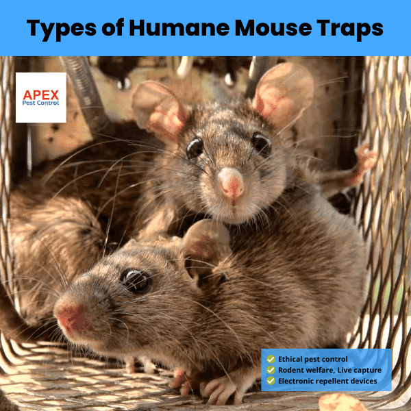 types of humane mouse traps