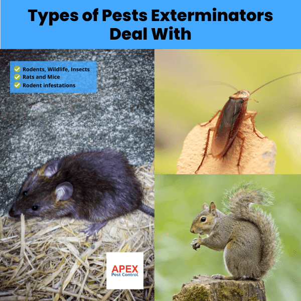 Types of Pests Exterminators Deal With