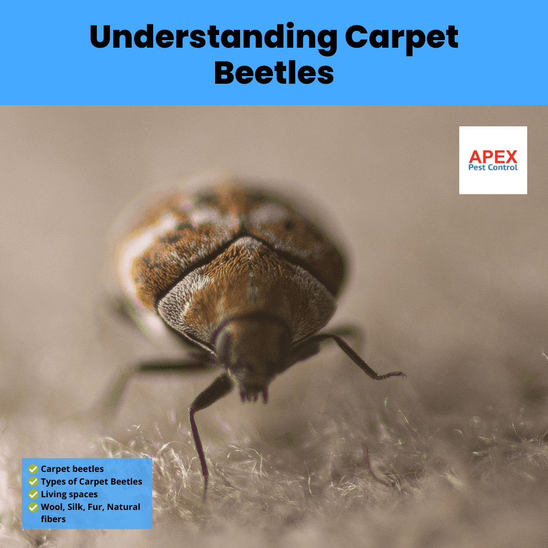 Understanding Carpet Beetles