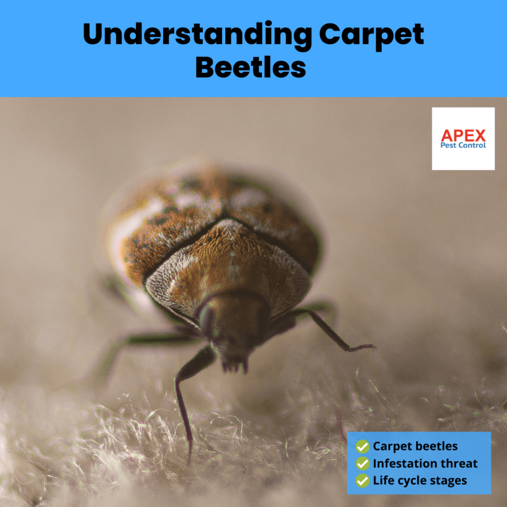 Understanding Carpet Beetles