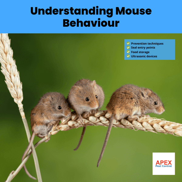 understanding mouse behaviour