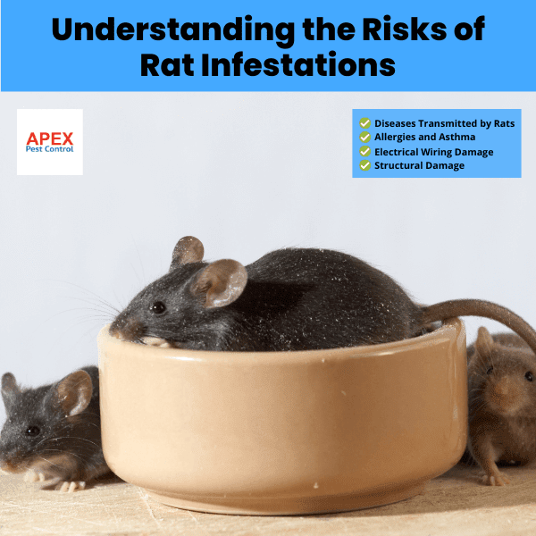 understanding the risks of rat infestations