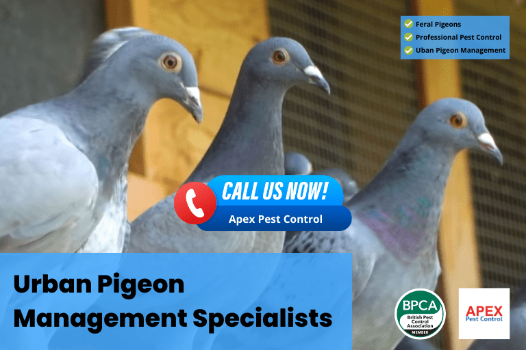 pigeon pest control urban pigeon management pigeon related diseases Feral pigeons Professional pest control