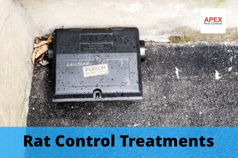 Rat Control Leeds Pest Control For Rats Apex Pest Control 9092