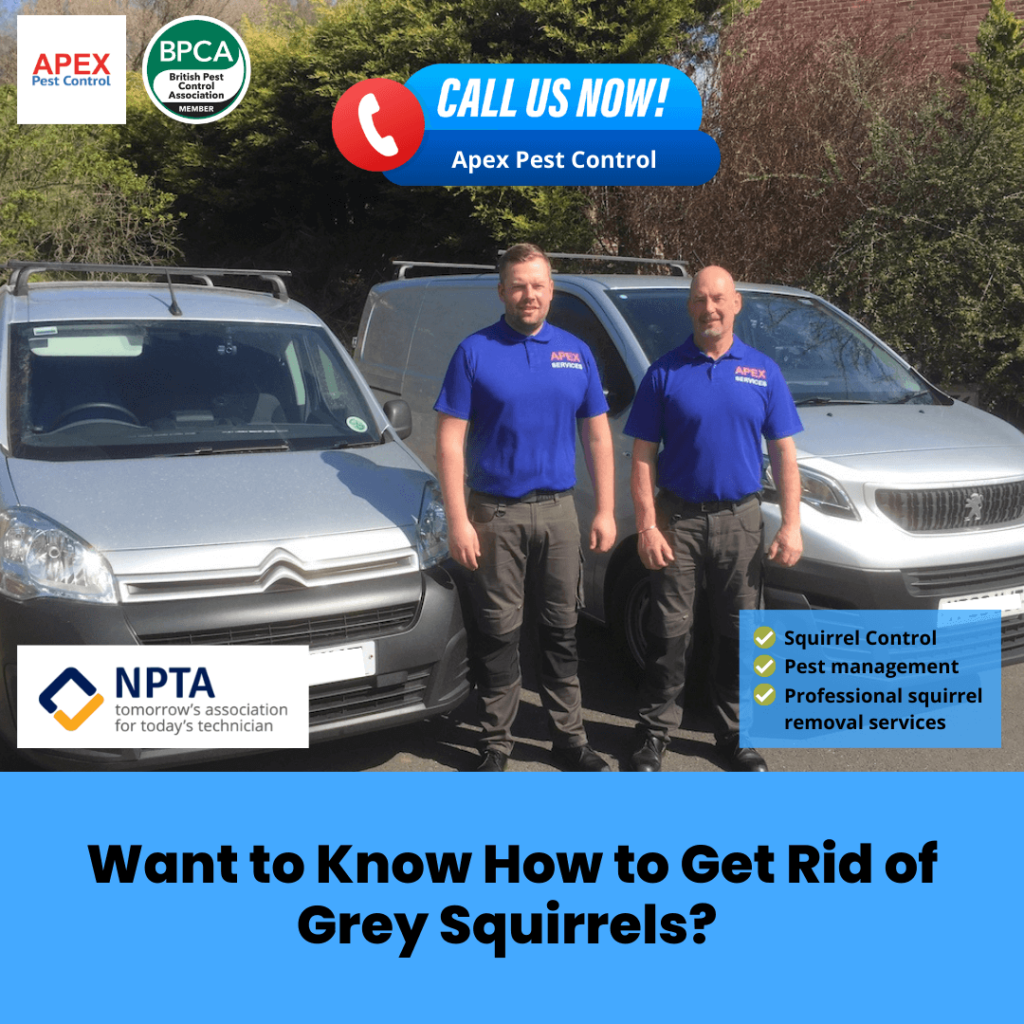 Want to Know How to Get Rid of Grey Squirrels?