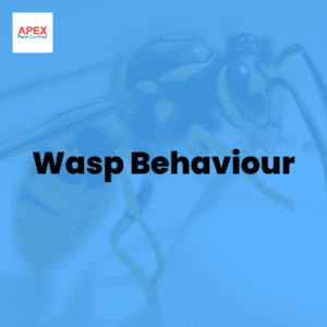 Wasp Behaviour