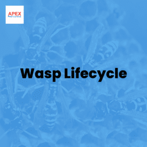 Wasp Lifecycle