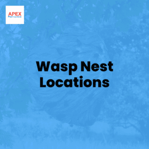 Wasp Nest Locations