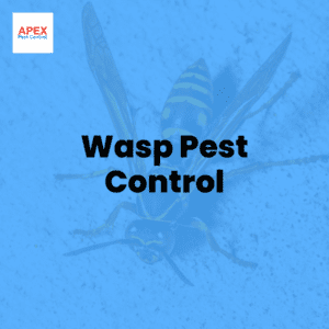 Wasp Pest Control