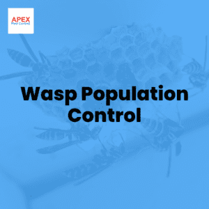 Wasp Population Control