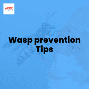 Wasp prevention Tips