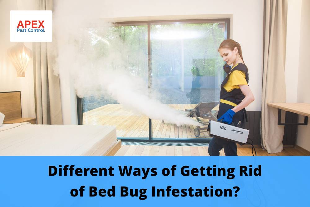 Different Ways of Getting Rid of Bed Bug Infestation?