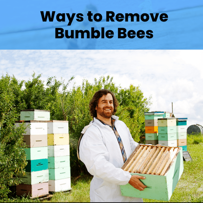 Bumble Bee Removal Getting Rid Of Bees | Apex Pest Control