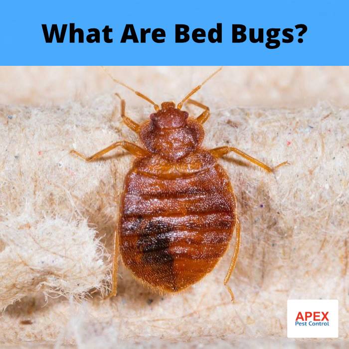 What Are Bed Bugs?