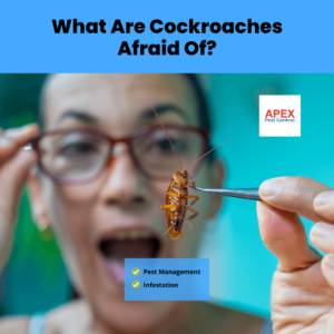 What Are Cockroaches Afraid Of