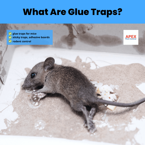 what are glue traps