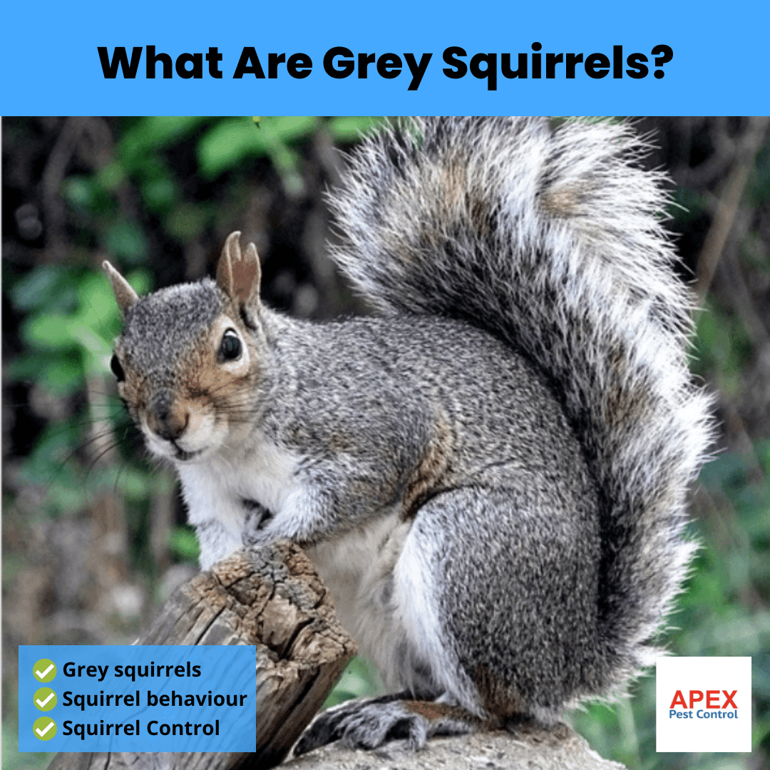 Effective Ways to Eliminate Grey Squirrels: A Comprehensive Guide