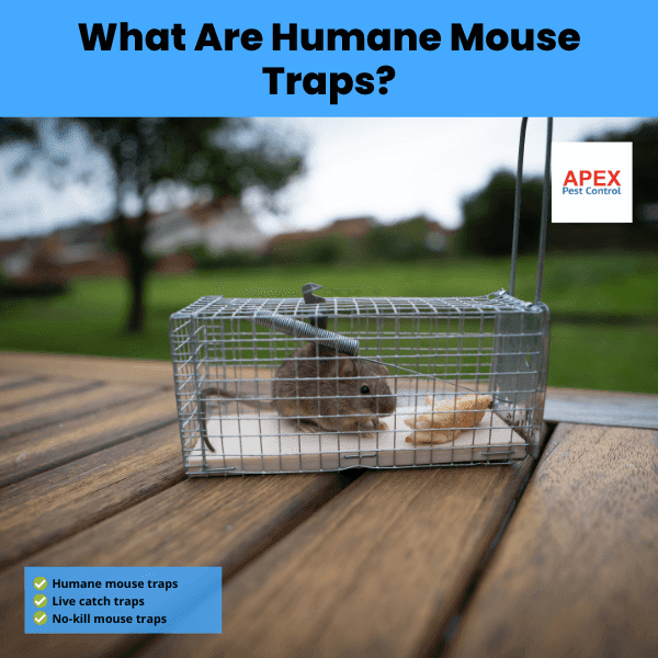 what are humane mouse traps