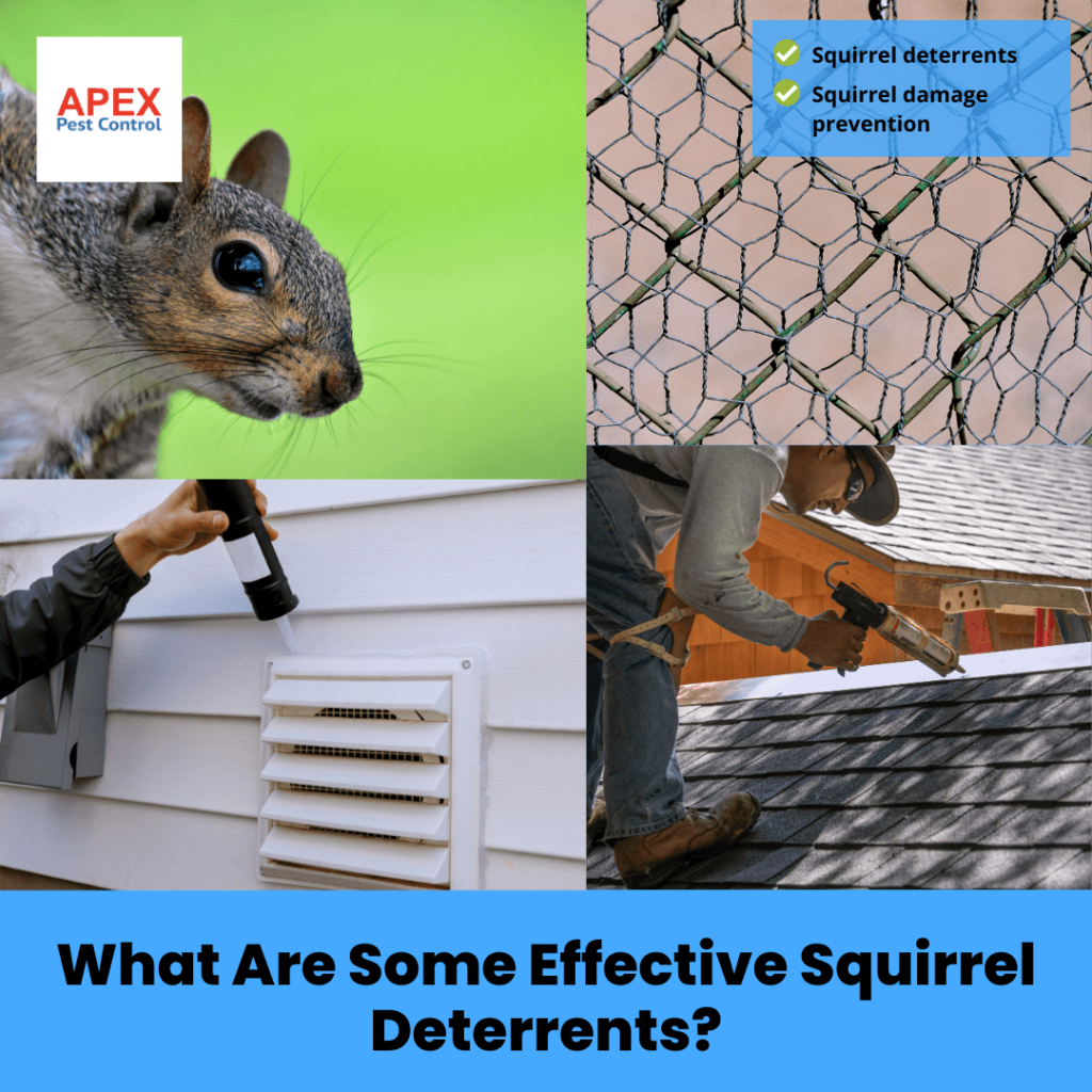 What Are Some Effective Squirrel Deterrents?