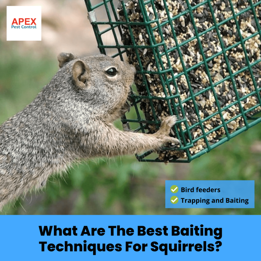 What Are The Best Baiting Techniques For Squirrels?