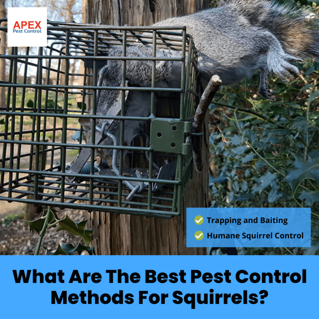 What Are The Best Pest Control Methods For Squirrels?