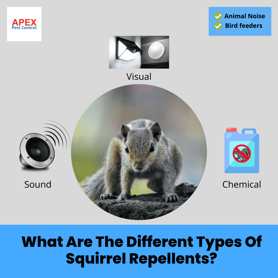 Effective Pest Control for Squirrels | Get Rid of Squirrel Infestations