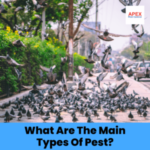 What Are The Main Types Of Pest