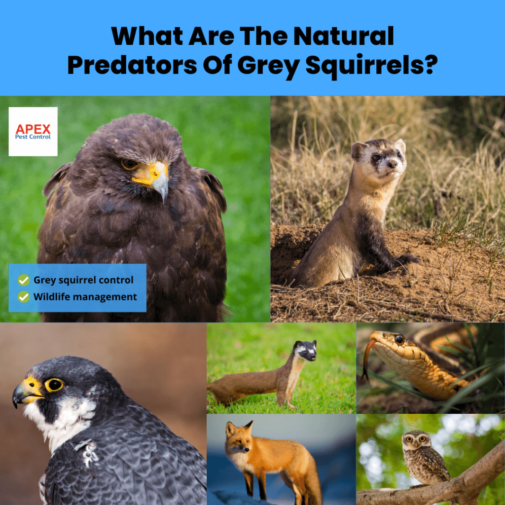What Are The Natural Predators Of Grey Squirrels?