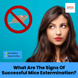 What Are the Signs of Successful Mice Extermination