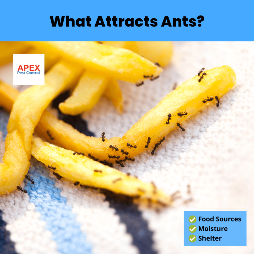 What Attracts Ants