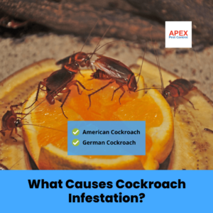 What Causes Cockroach Infestation