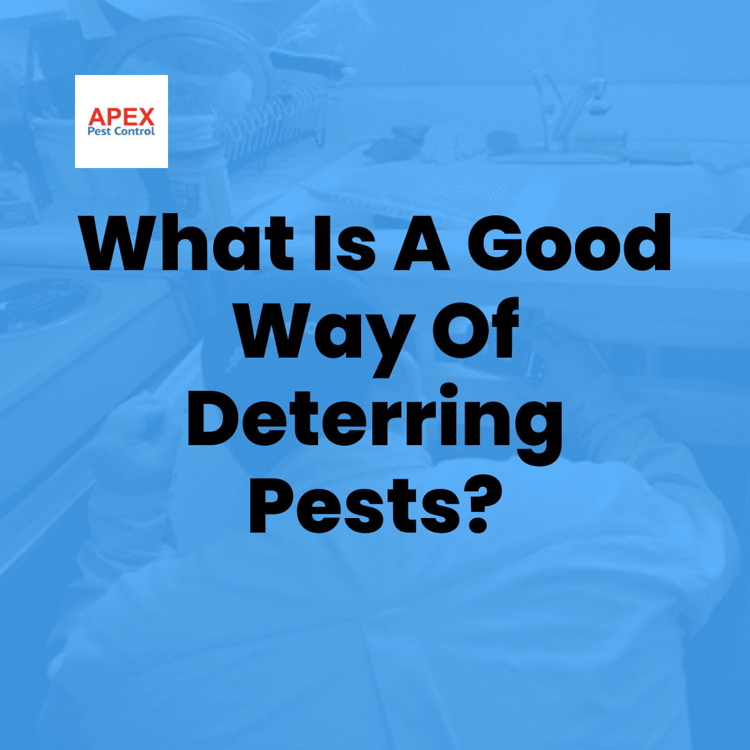 What Is A Good Way Of Deterring Pests