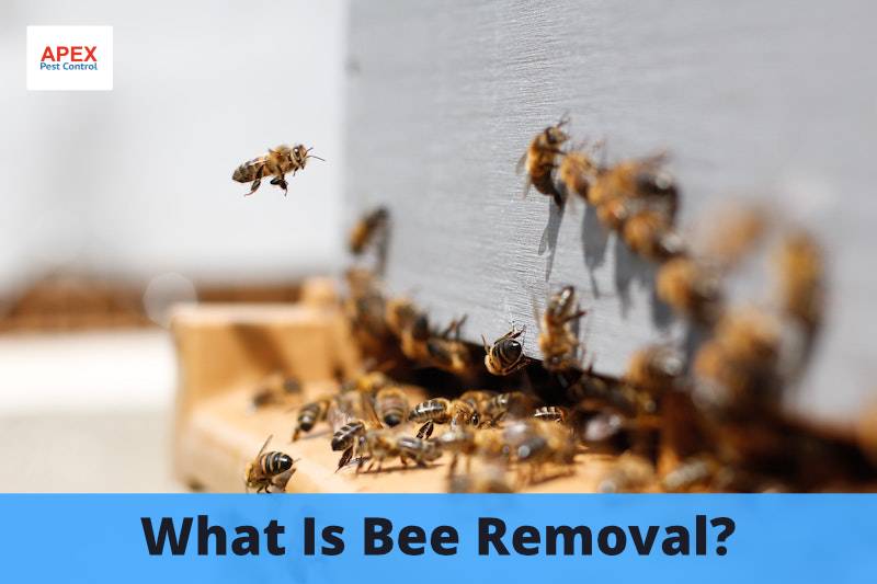 Bee Removal | Advice On Bees | Apex Pest Control