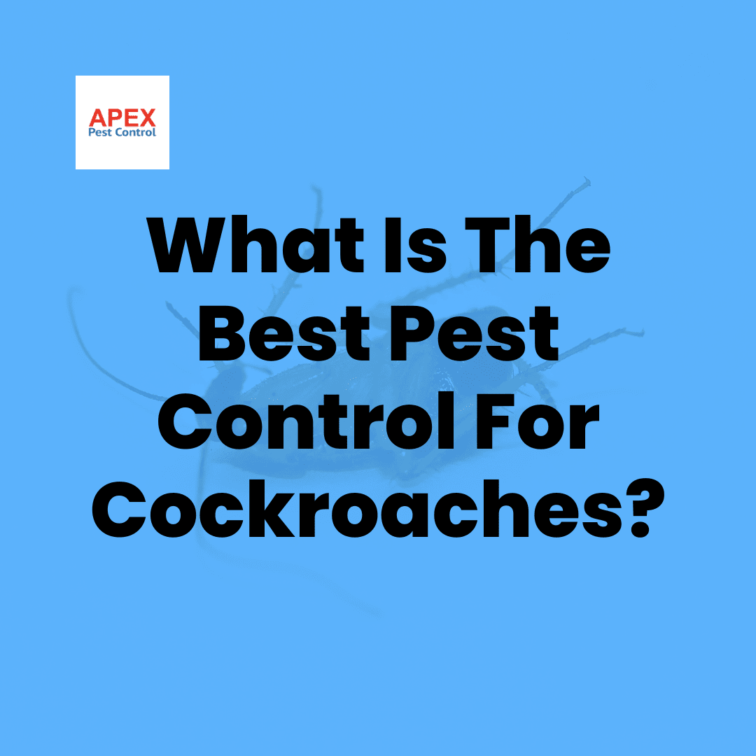 What Is The Best Pest Control For Cockroaches