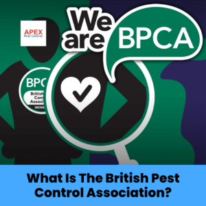 What Is The British Pest Control Association