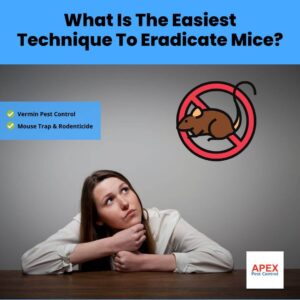 What Is The Easiest Technique To Eradicate Mice
