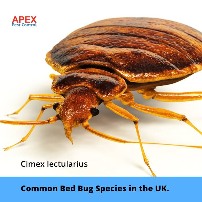 What Is the Most Common Bed Bug Species Found in the U.K.?