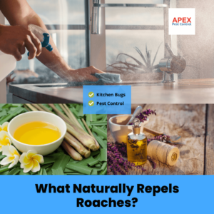 What Naturally Repels Roaches