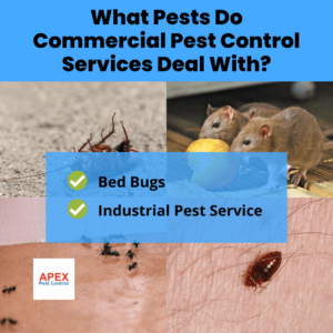 What Pests Do Commercial Pest Control Services Deal With