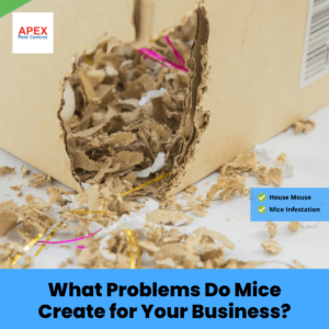 What Problems Do Mice Create for Your Business