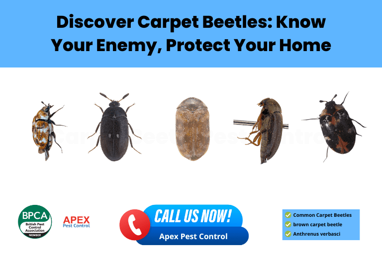 carpet beetle carpet beetle pest control carpet beetle treatment black carpet beetle