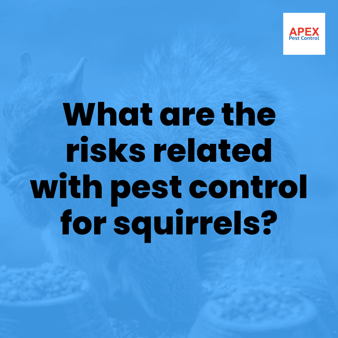 What are the risks related with pest control for squirrels?