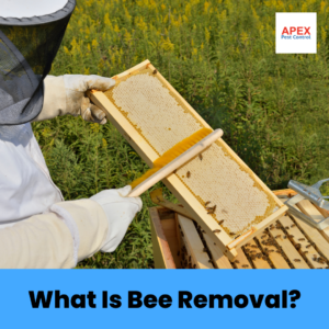 Honey Bee Removal