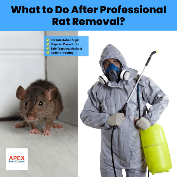 What to Do After Professional Rat Removal