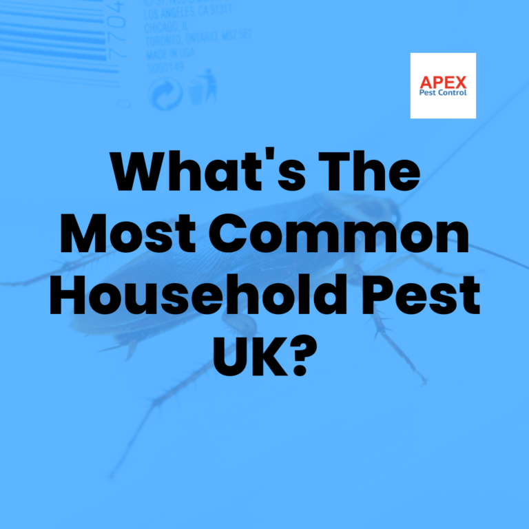 What's The Most Common Household Pest UK
