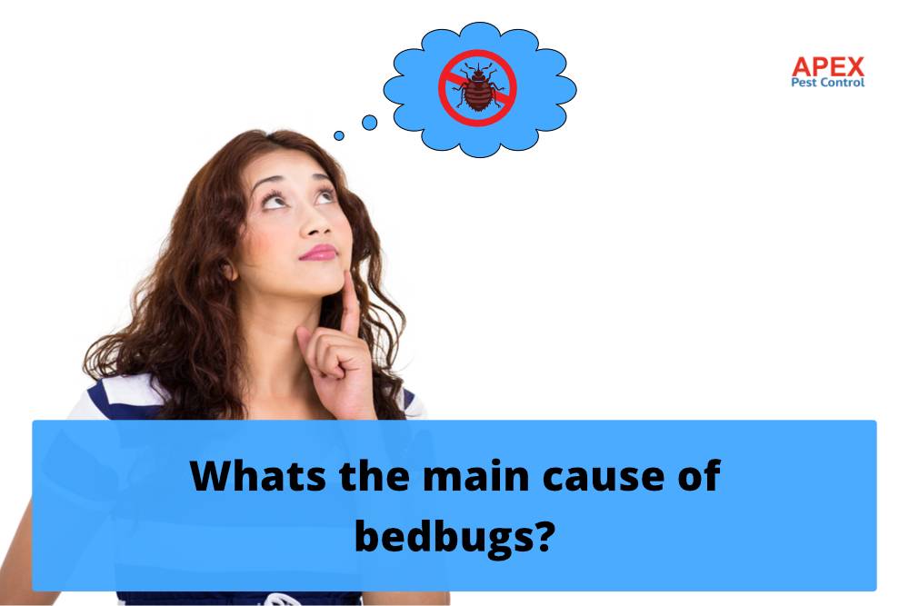 Whats the main cause of bedbugs?