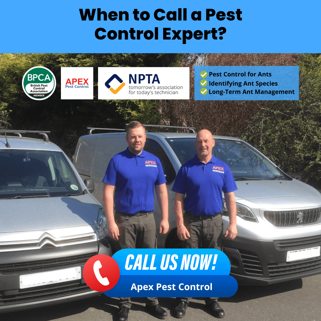 When to Call a Pest Control Expert
