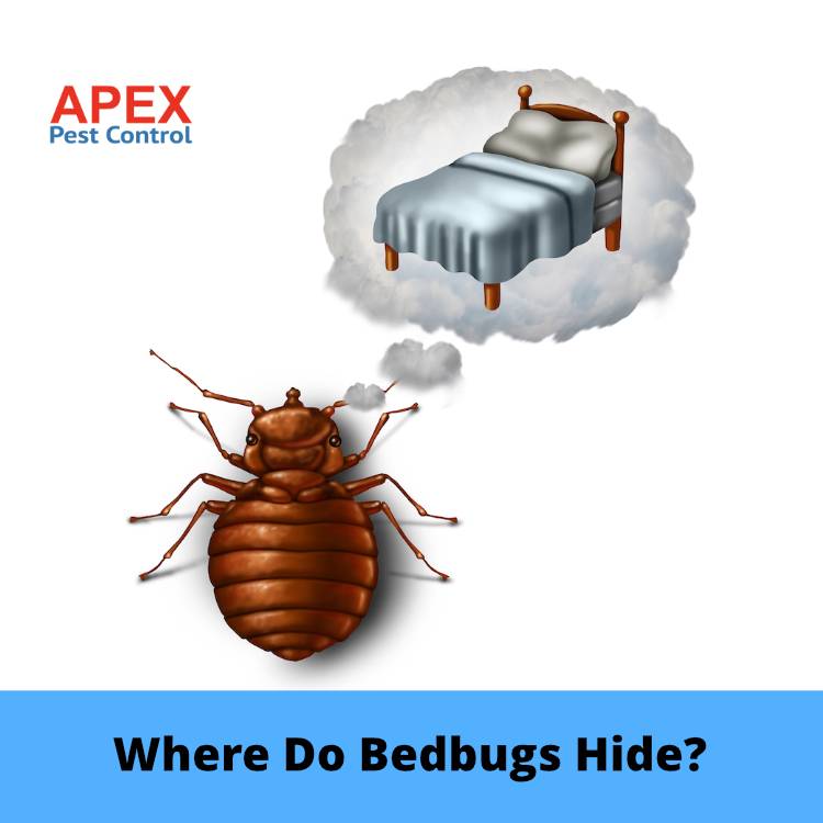 Where Do Bedbugs Hide?