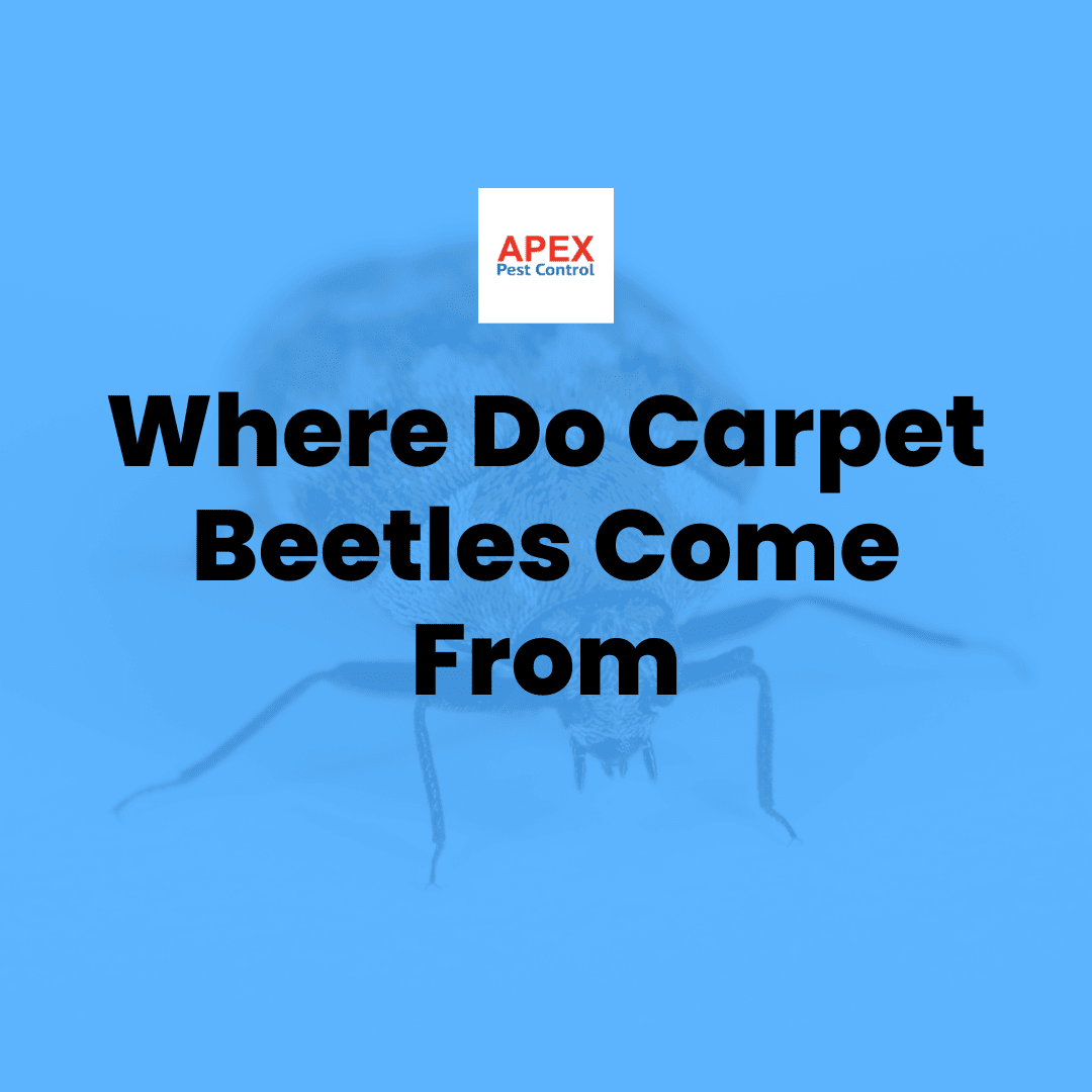 Where Do Carpet Beetles Come From