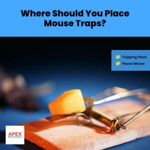 Where Should You Place Mouse Traps